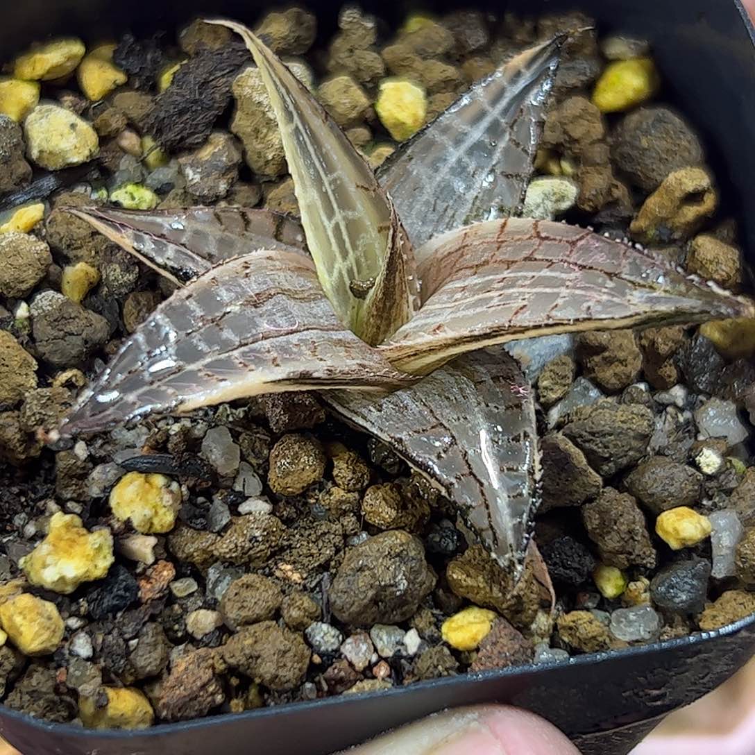 龙鳞锦十二卷多肉植物满