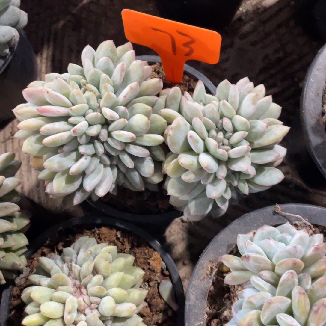 73号星影缀化多头