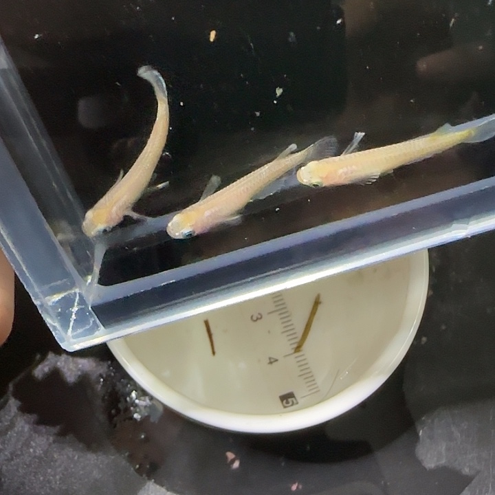 青鳉鱼观背青鱂83