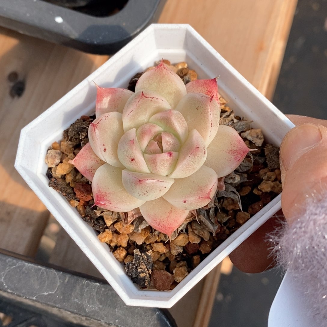 精品多肉一物拍不包整325