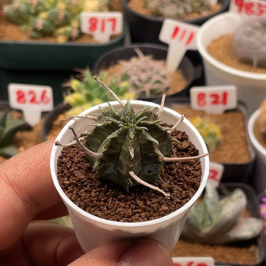 法丽达大戟 脱土送盆土包邮