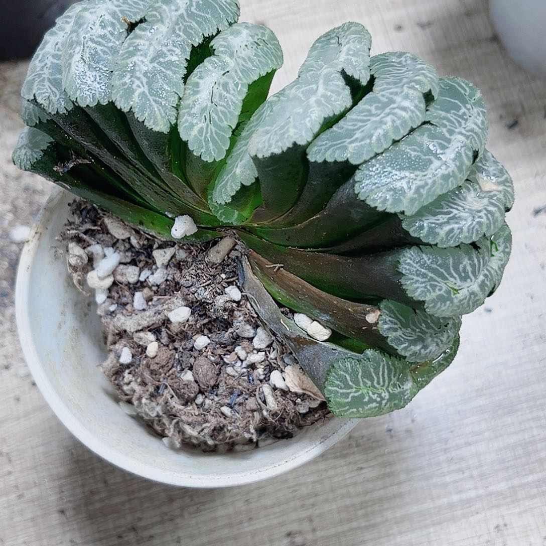 虞姬玉扇多肉植物6666