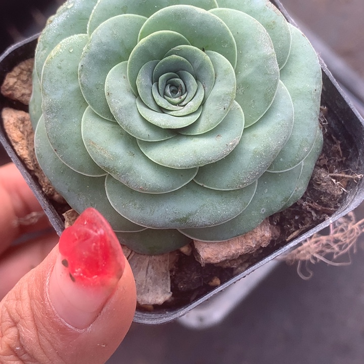 酒杯。（满9.99包邮不满9.99发叶子）