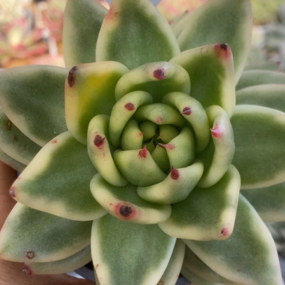 274虎鲸锦锦锦锦锦