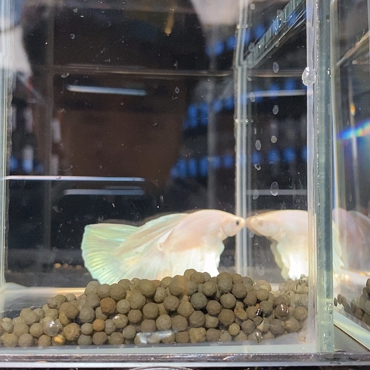 赤***瞳斗鱼黑219号巨斗半月