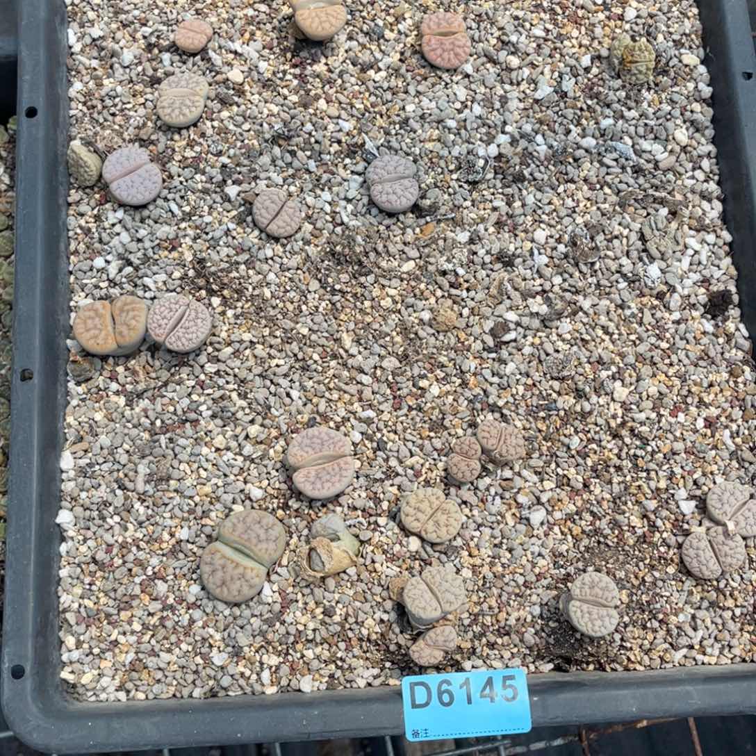 B****6145筐福利不售后