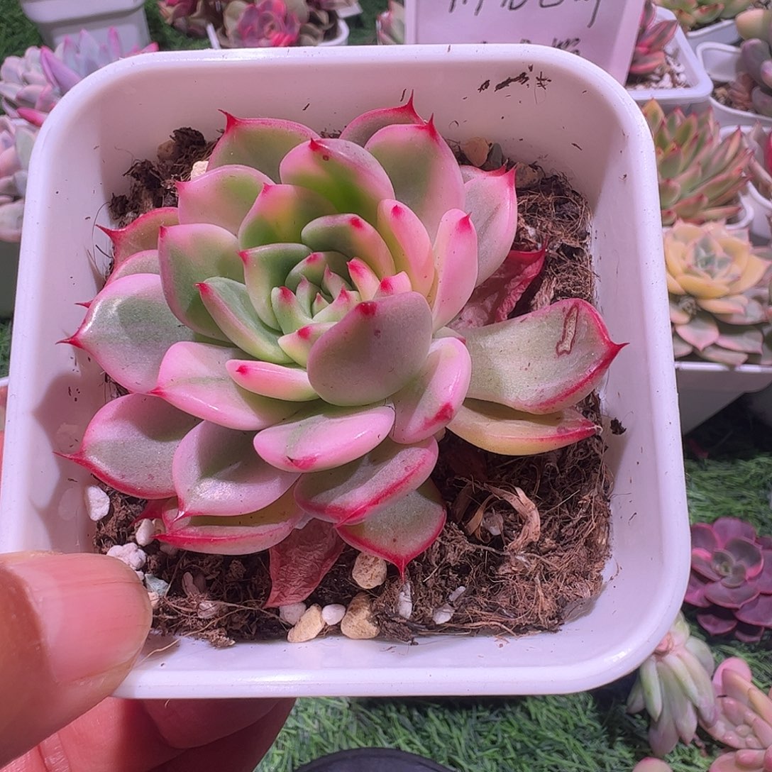 一***坏多肉植物多肉植物