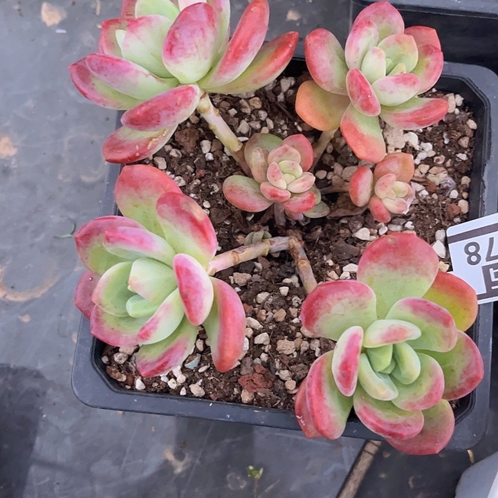 拉萨25178多肉植物