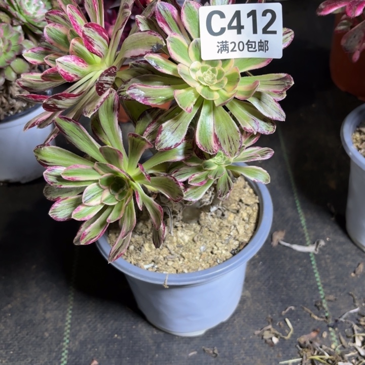 瑞妈一物一拍412