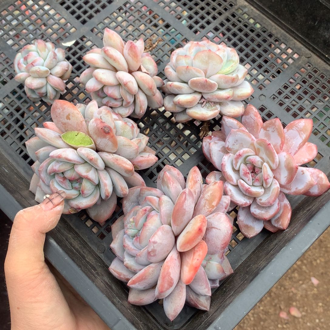 哈哈哈哈哈哈哈哈