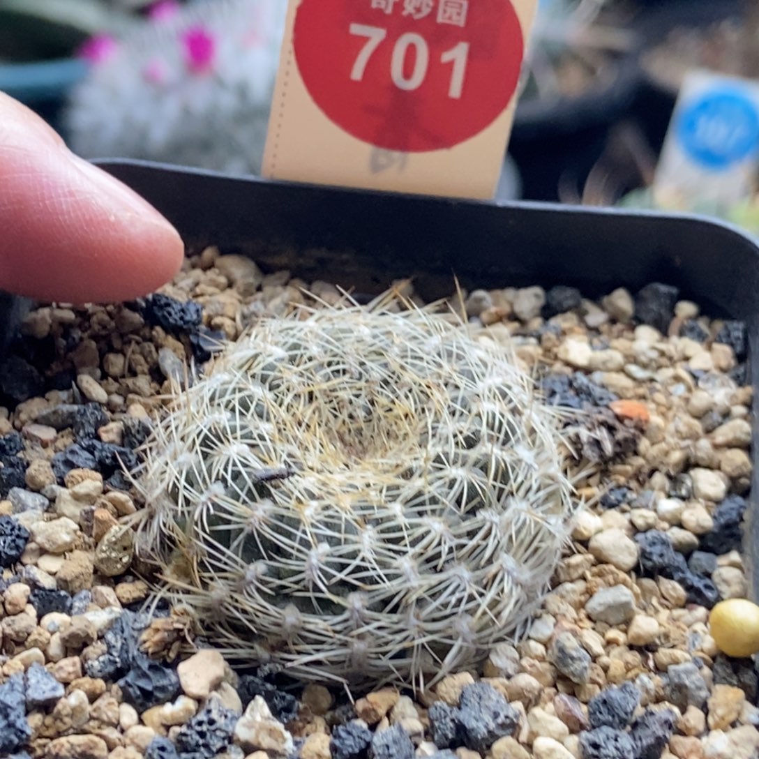 实生白刺沟宝山3.3cm