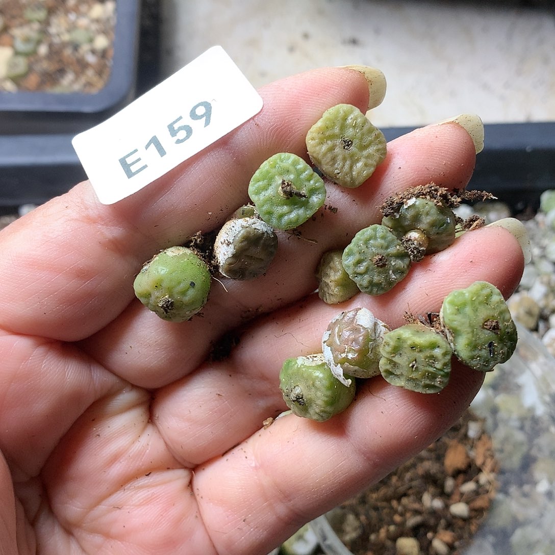 钟*E159多肉植物保护研究所