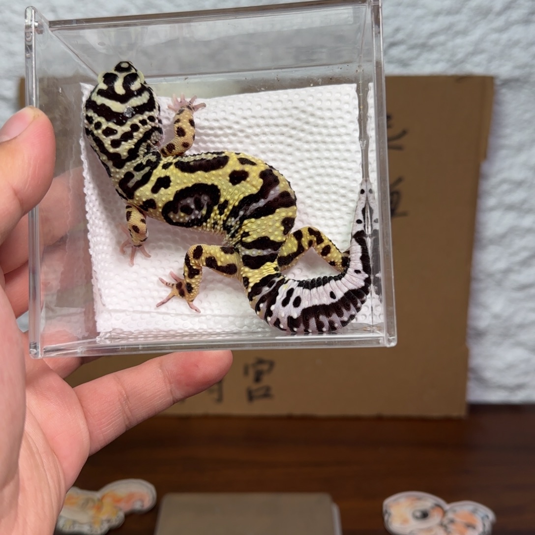 豹纹守宫土匪44克妹妹