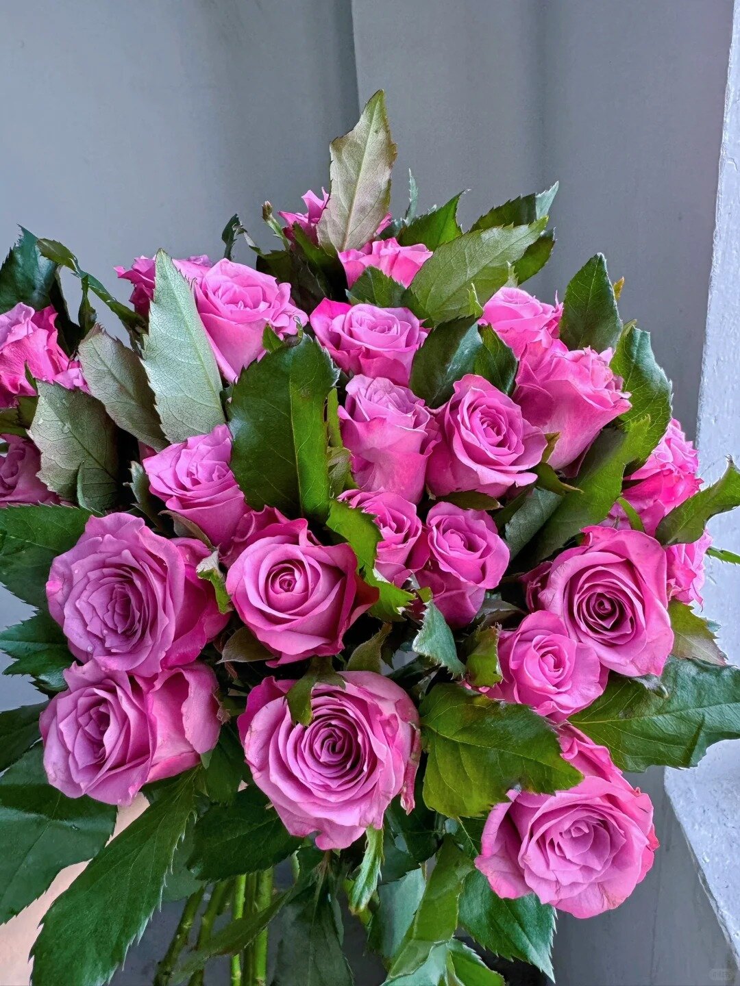 单头嫣然玫瑰10支装