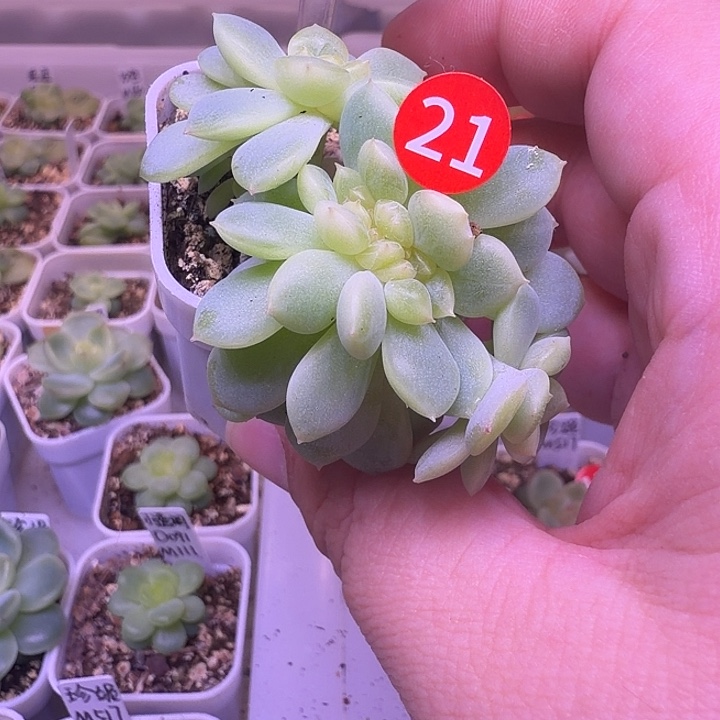 多***…铁锤89四方盆一物一拍