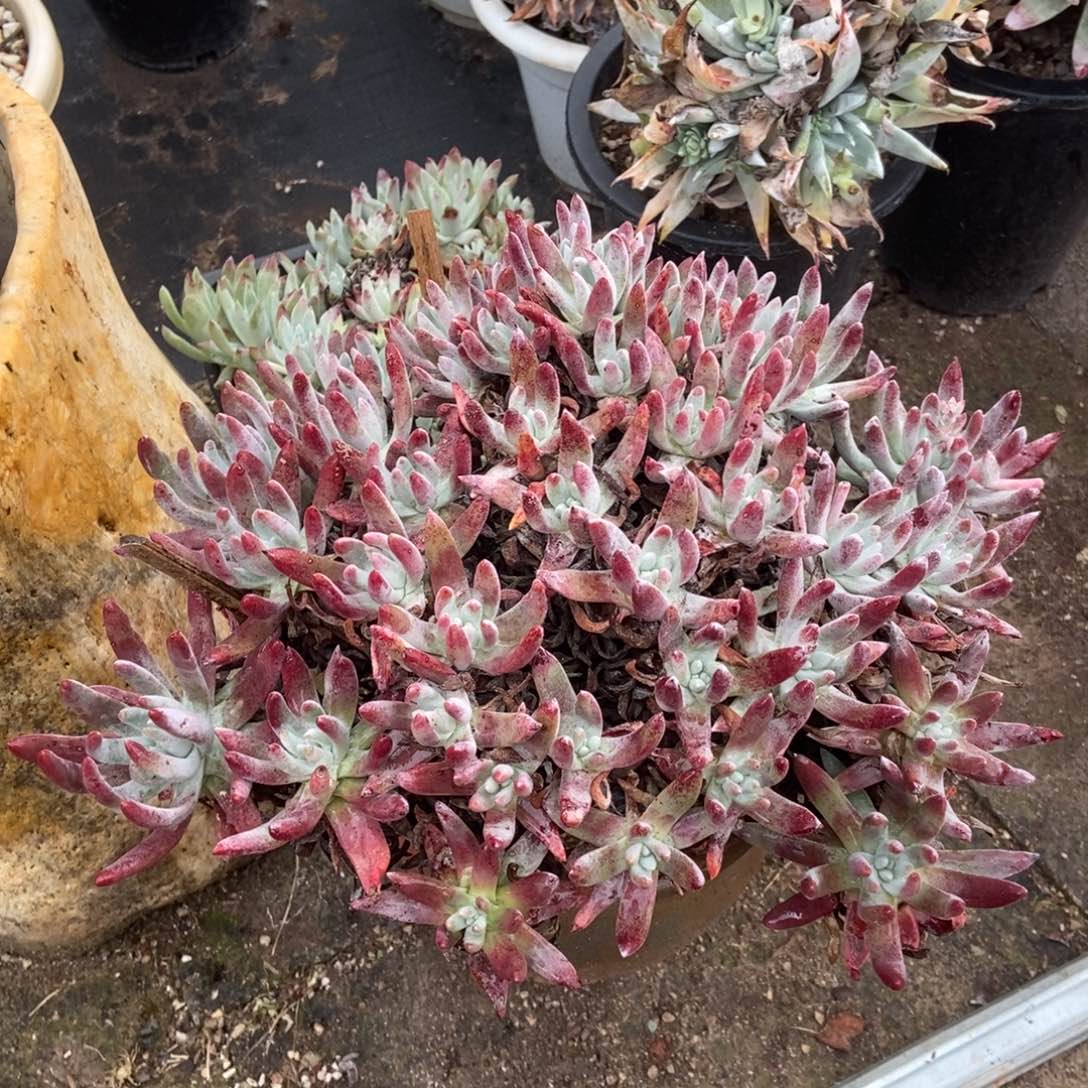 福利多肉植物啦啦啦