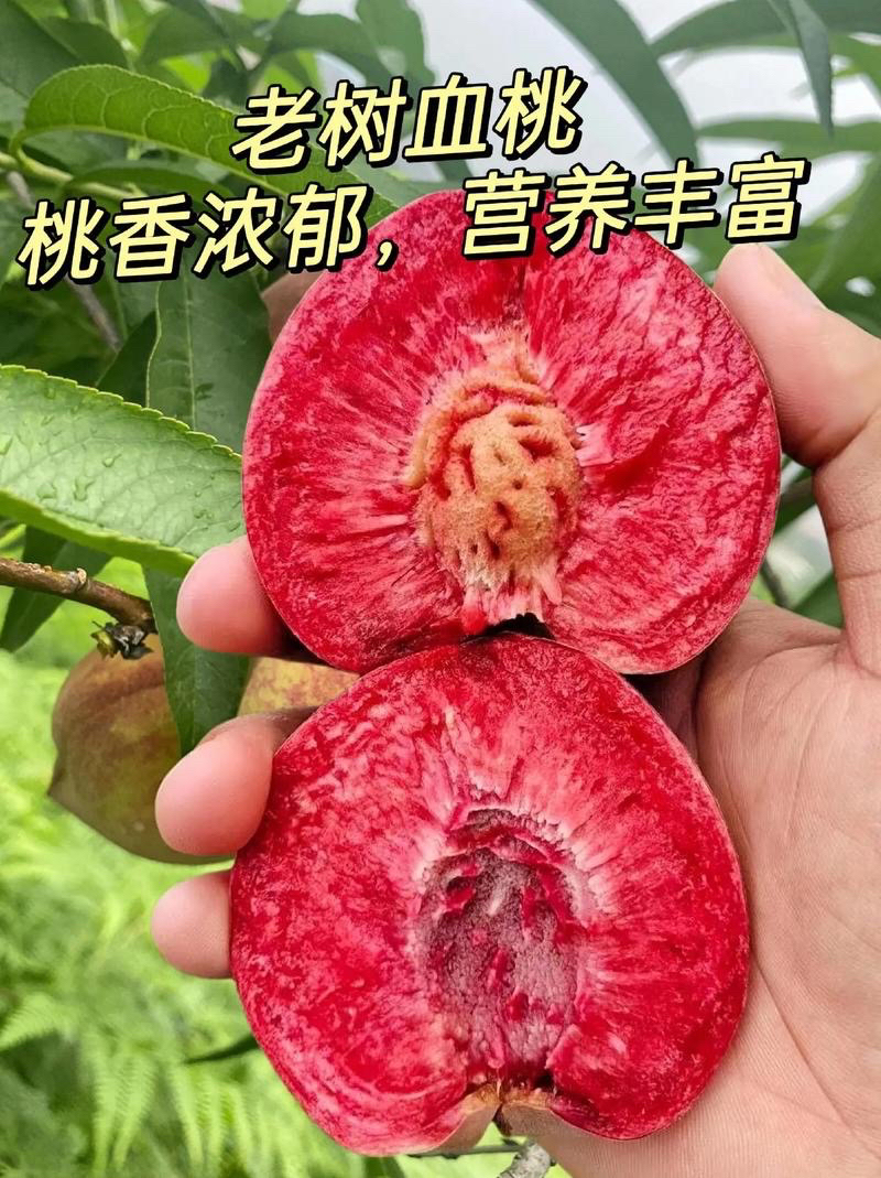 胭脂红老树血桃新鲜现摘当季水果软糯香甜果园直发