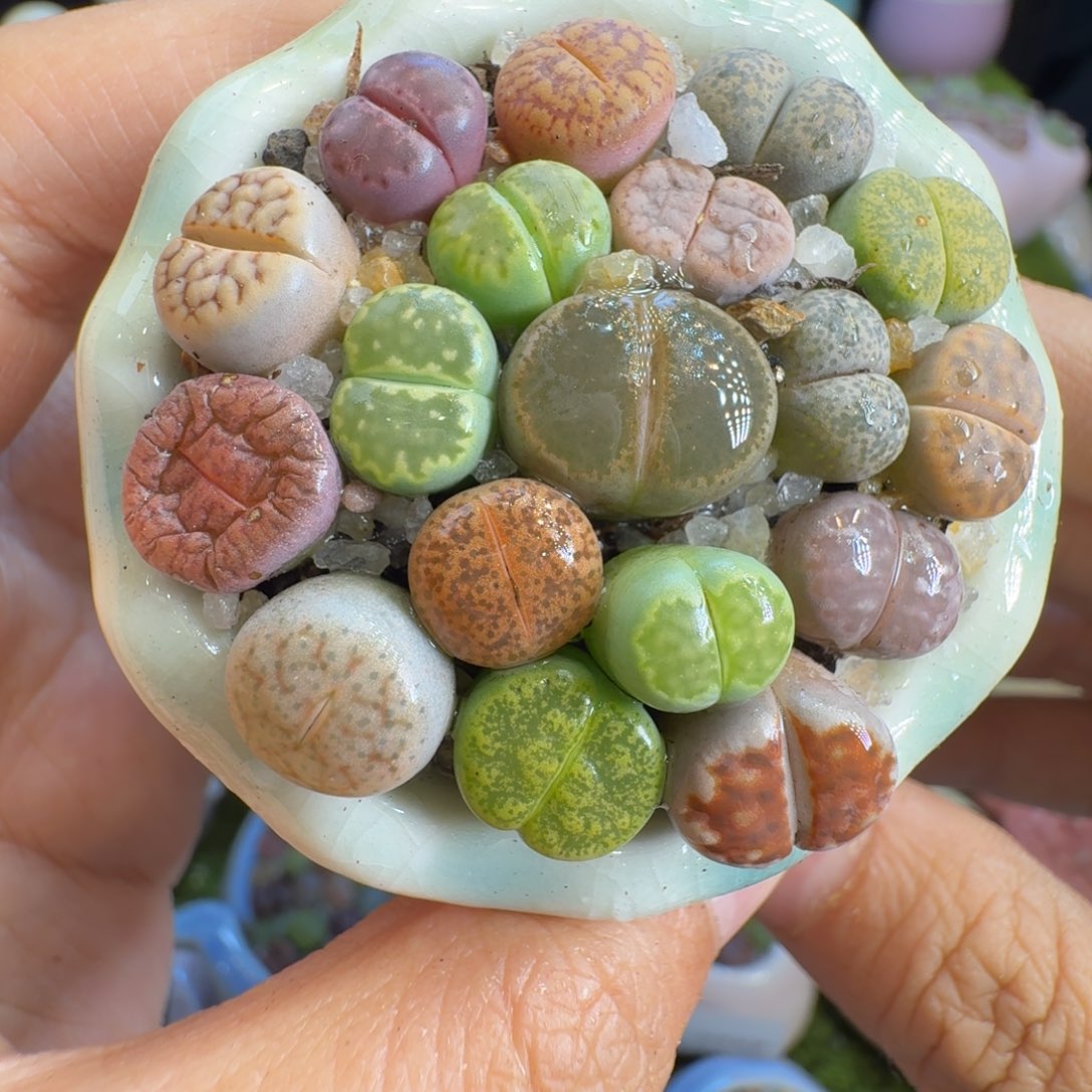 多肉开播福利冲151