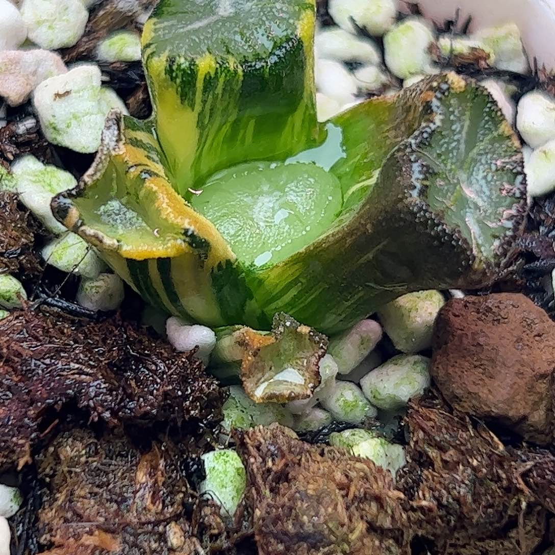 白妙锦十二卷多肉植物