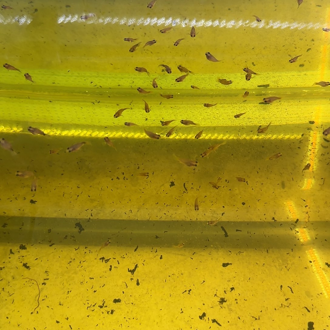 孔雀鱼黄金玻璃猫苗10