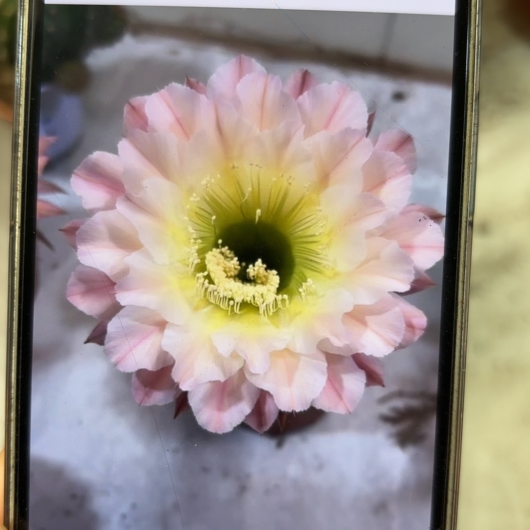 彩草58号5.5-6公分左右微瑕