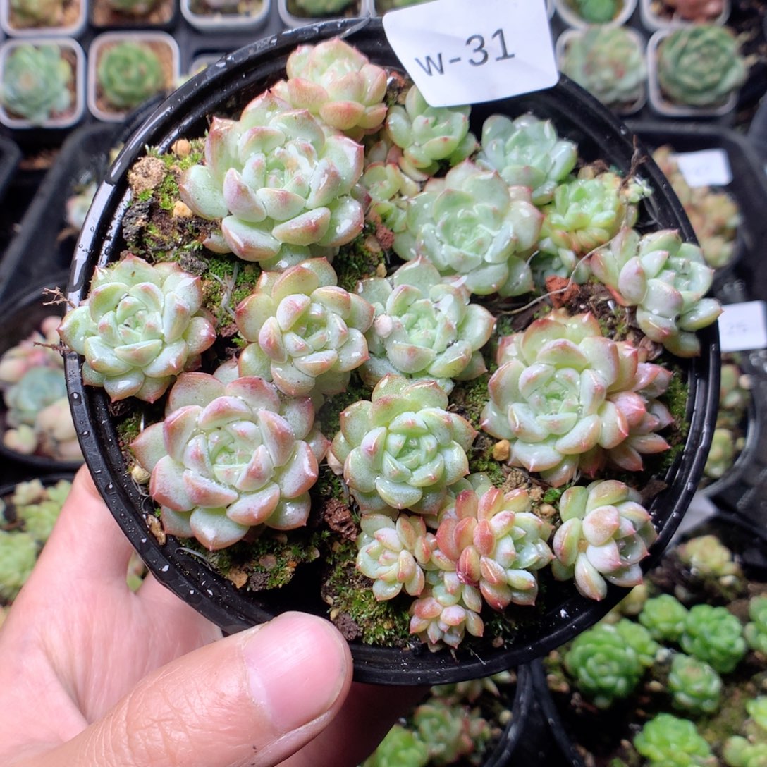 无花朵W31水果糖yyyy