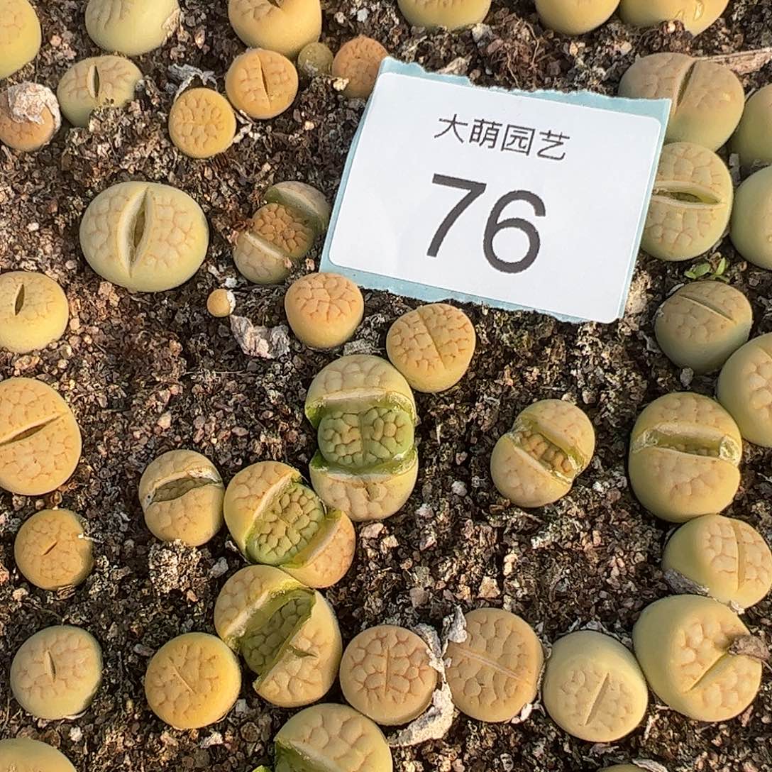 000076量拍黄绿富贵3颗