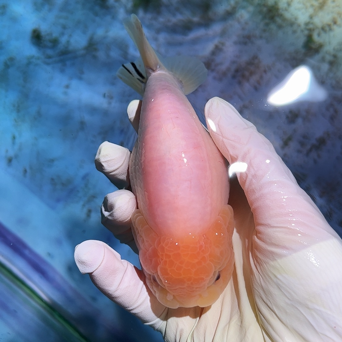 海水鱼买够三条顺丰包邮陆运