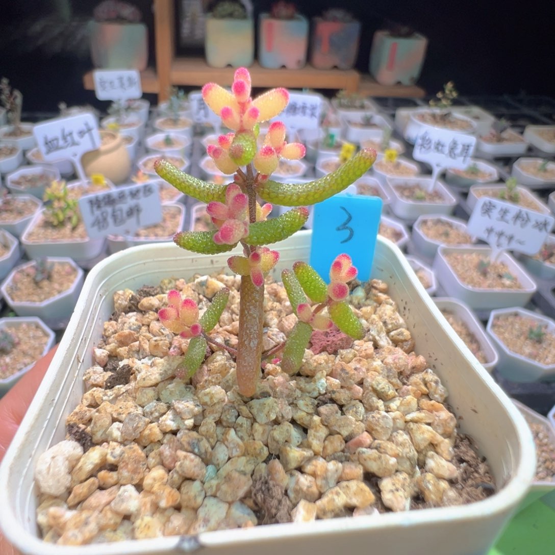 1014糖球锦，拍下不退不换