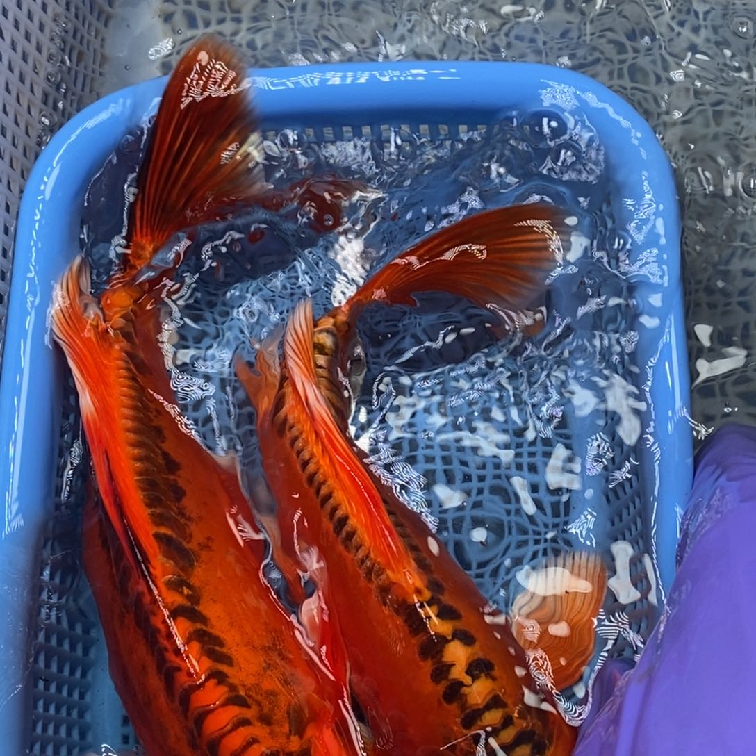 锦鲤冷水锦鲤包邮