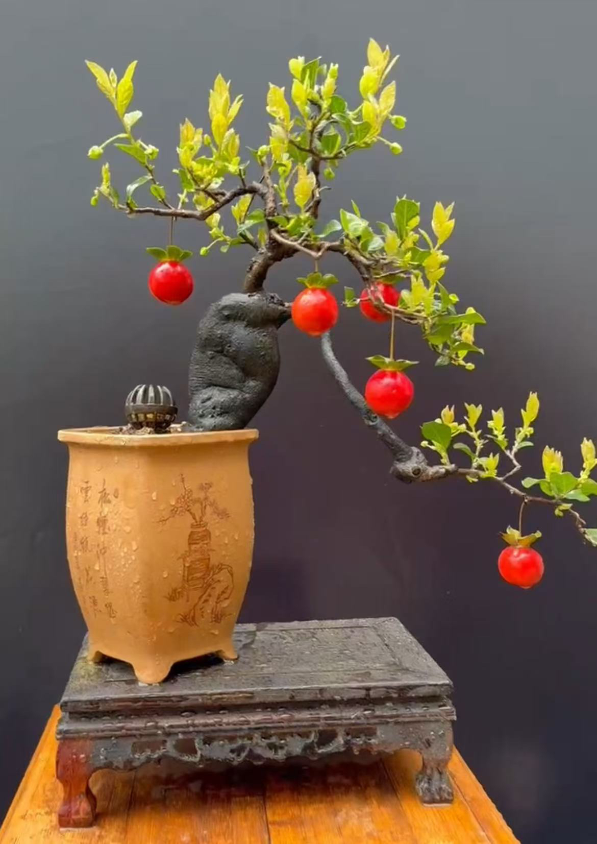 灌木金弹子盆景瓶兰花黑塔子绿植四季长青开花结果庭院绿植盆栽