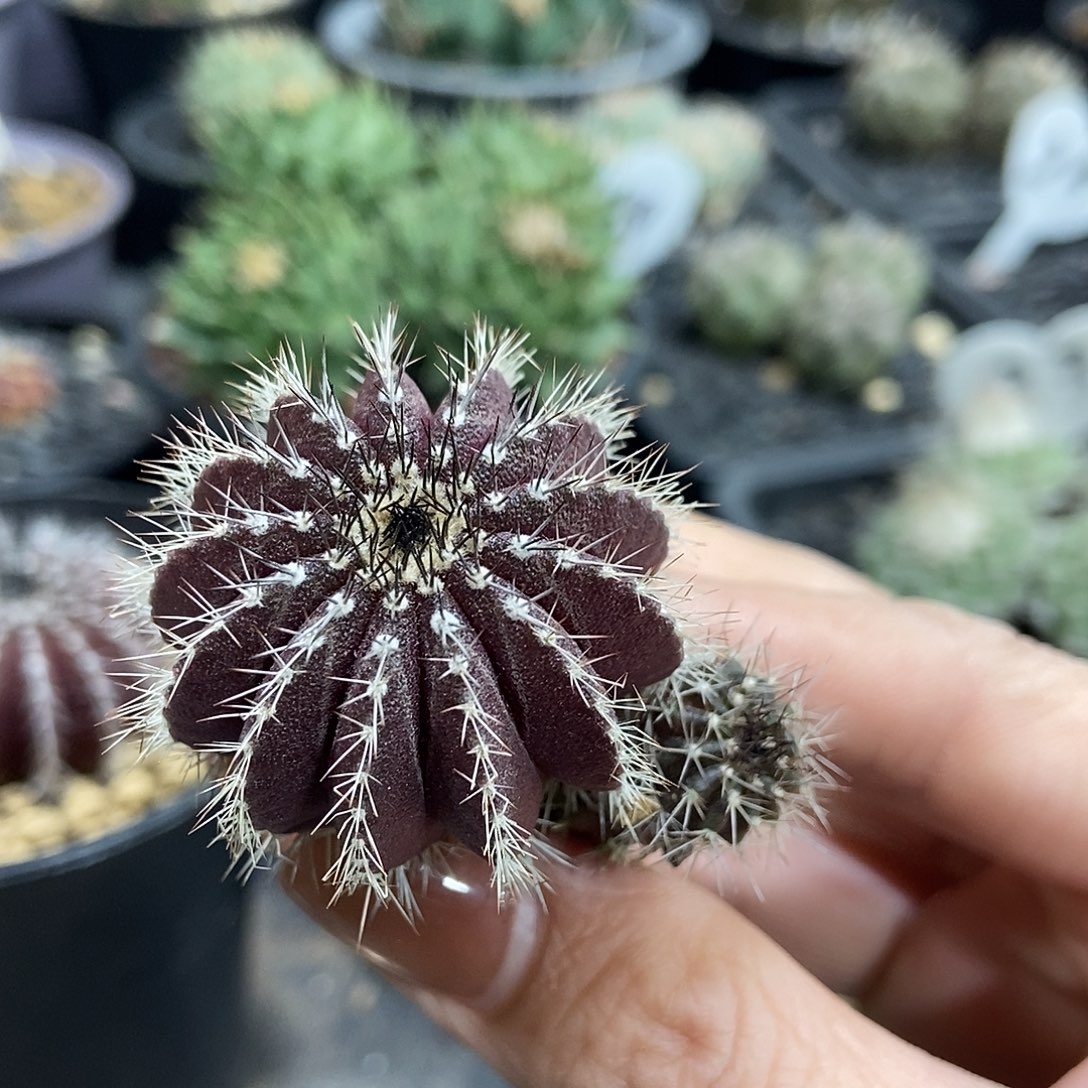 熊***人实生紫皮尤博球仙人球