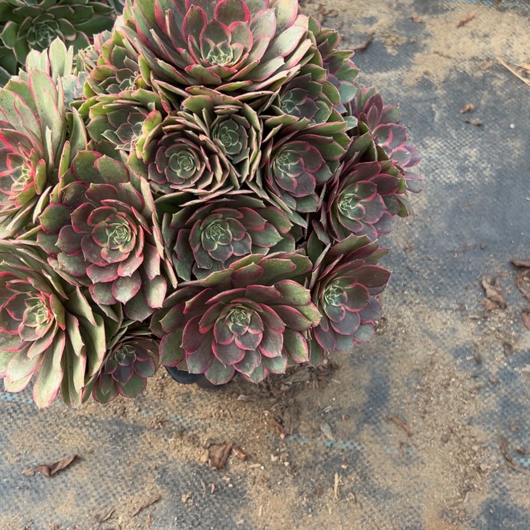 平***宝699夜宴多肉植物法师多肉