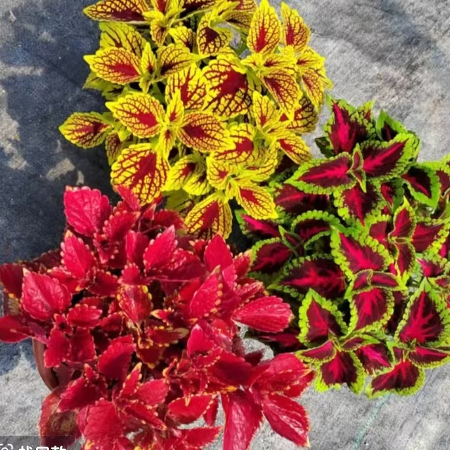 彩叶草盆栽室外阳台庭院好养红色观叶花卉五彩苏喜阳耐晒绿植金边