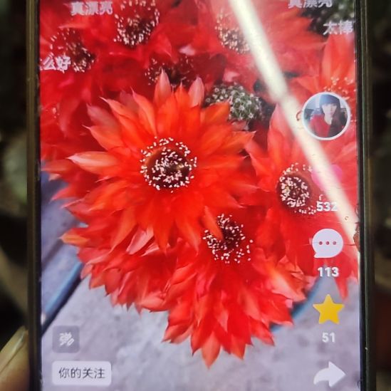 仙人球金刚妖姬侧芽