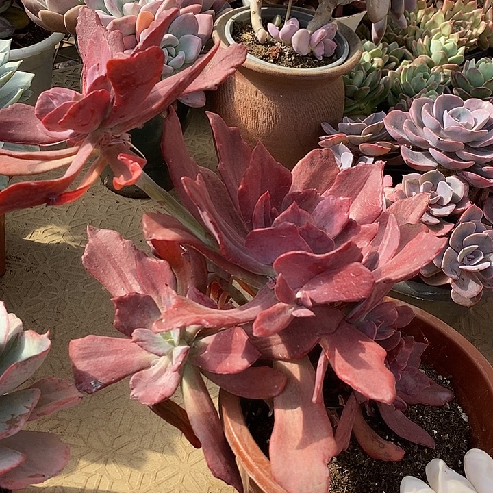 小七夕多肉钻石锦57