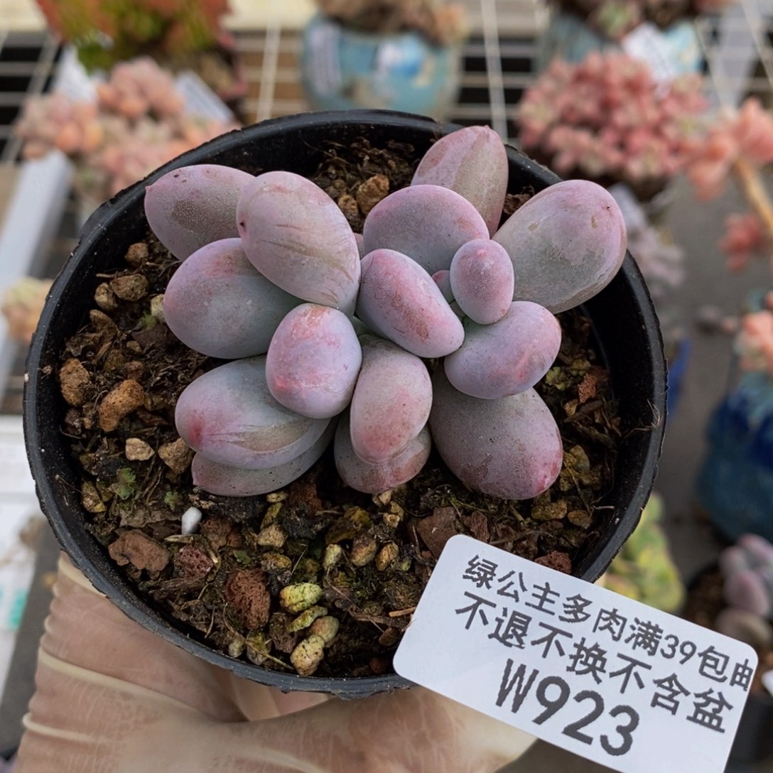 米克奶酪923/6c m