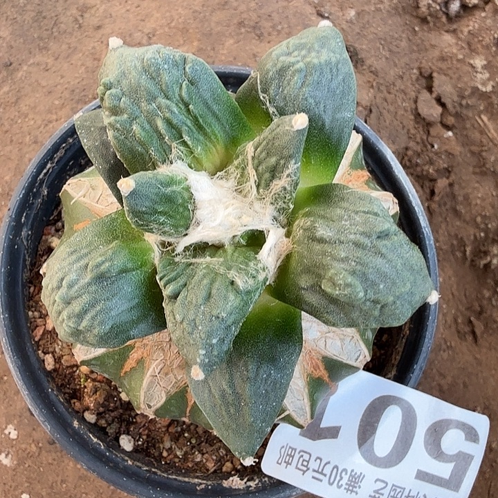 无花朵501怒涛牡丹东六