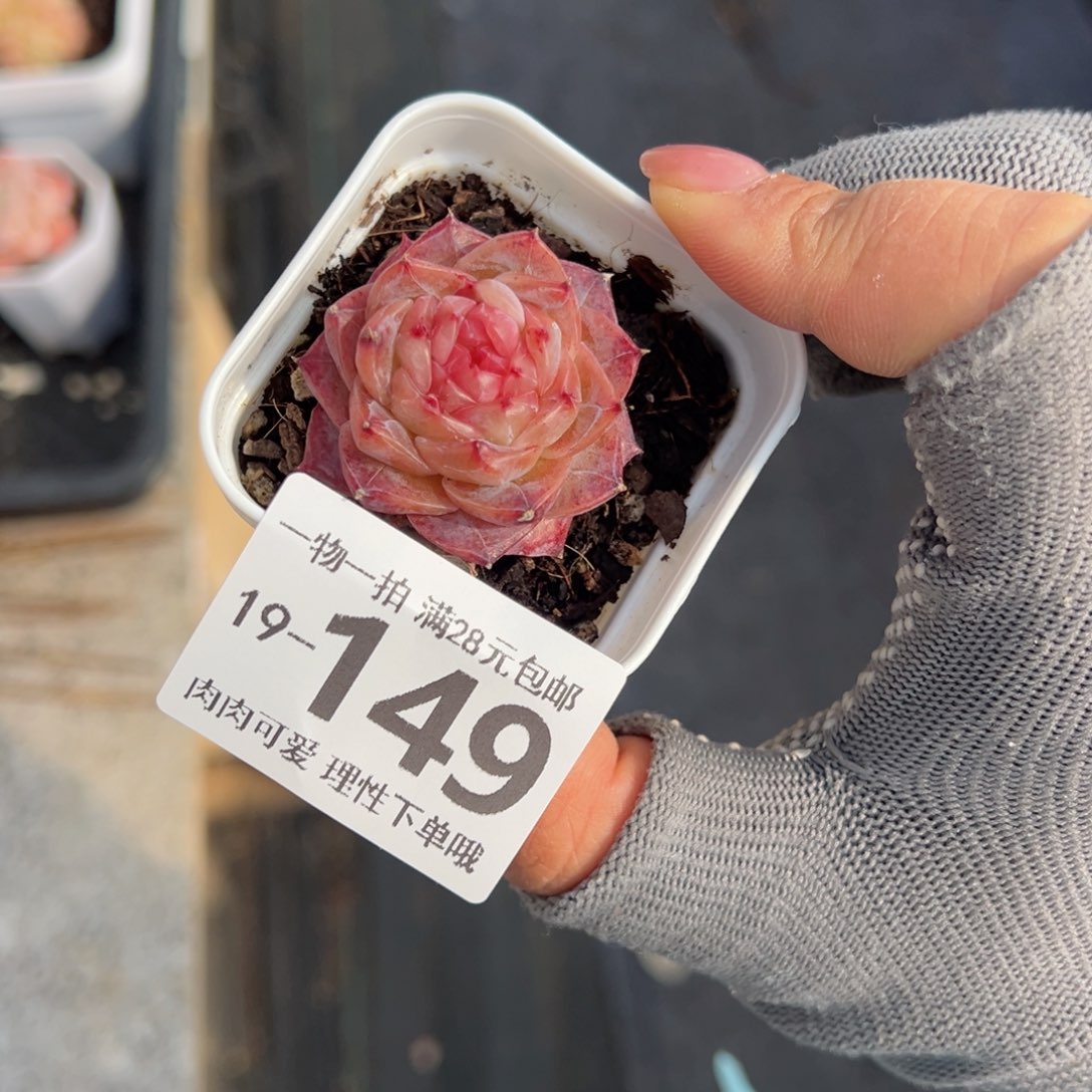 冻唇蜜多肉多肉多肉多肉