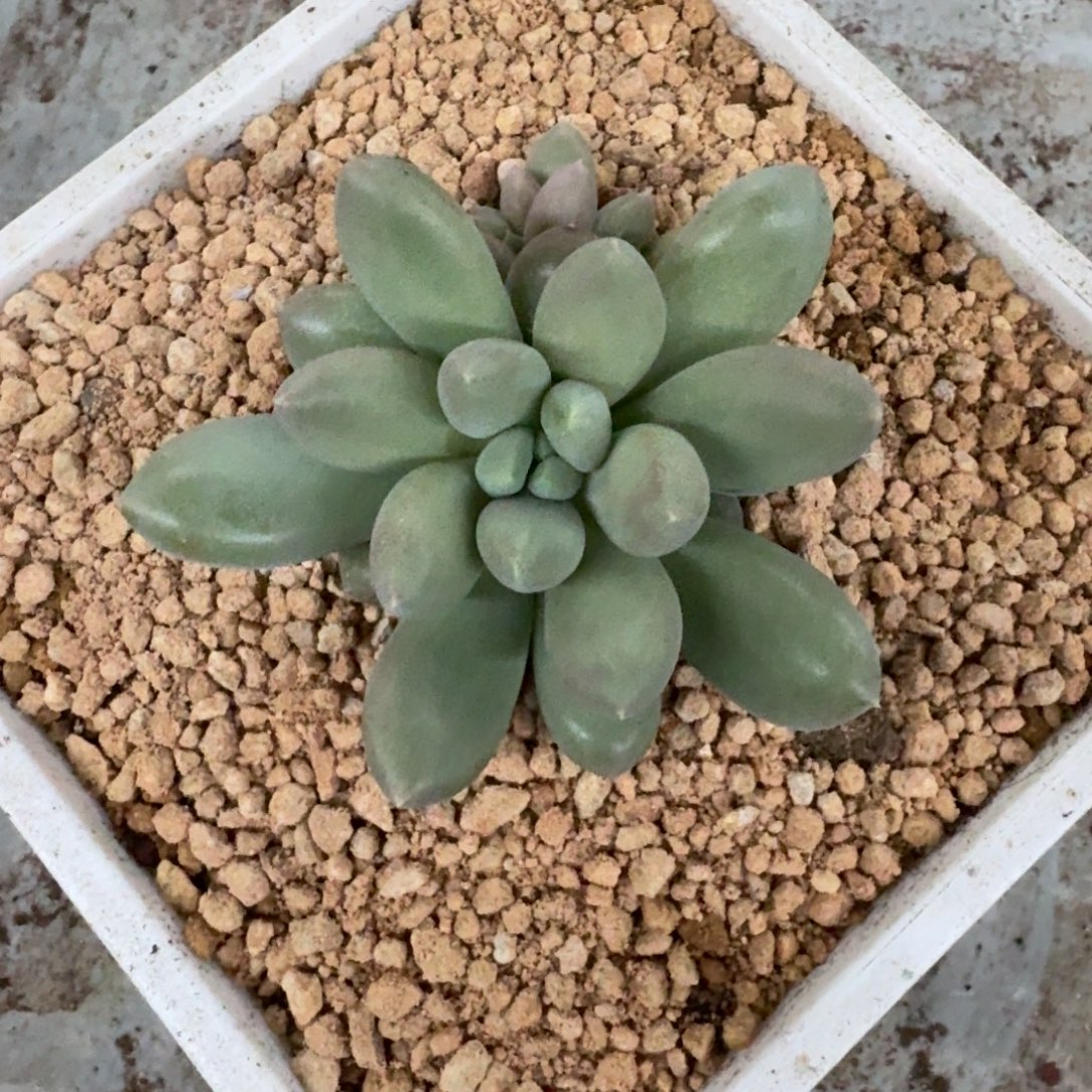 海豚体 哥特 单头  一物一拍