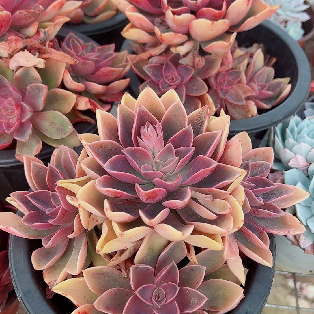 紫气东来多头群生老桩特价