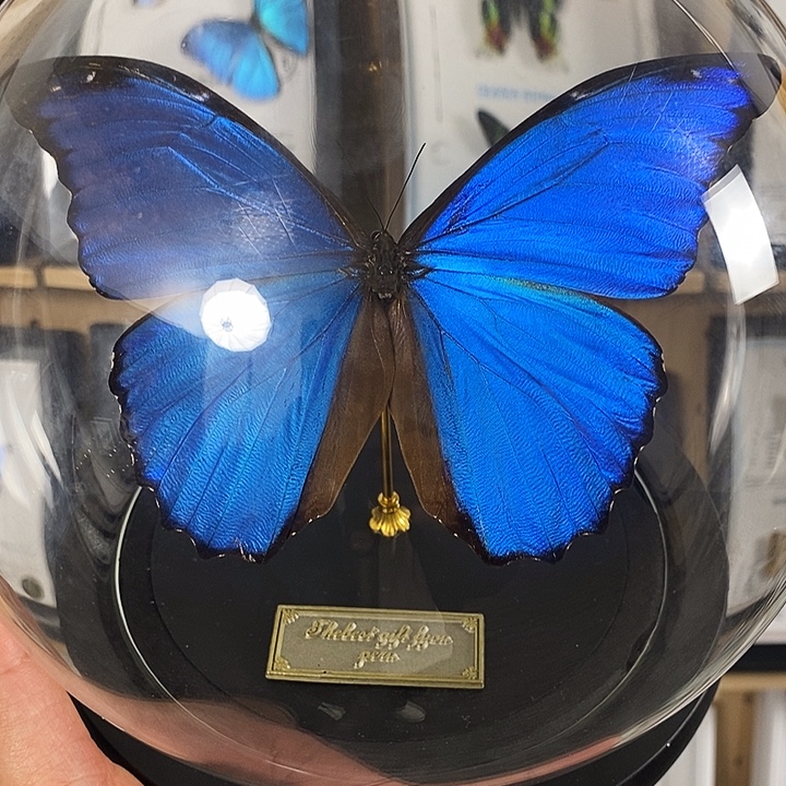 Y***w三醋酯纤维大蓝玻璃罩