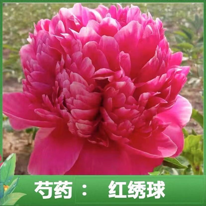 【红绣球】2年苗 芍药花苗，耐寒耐旱。送肥料