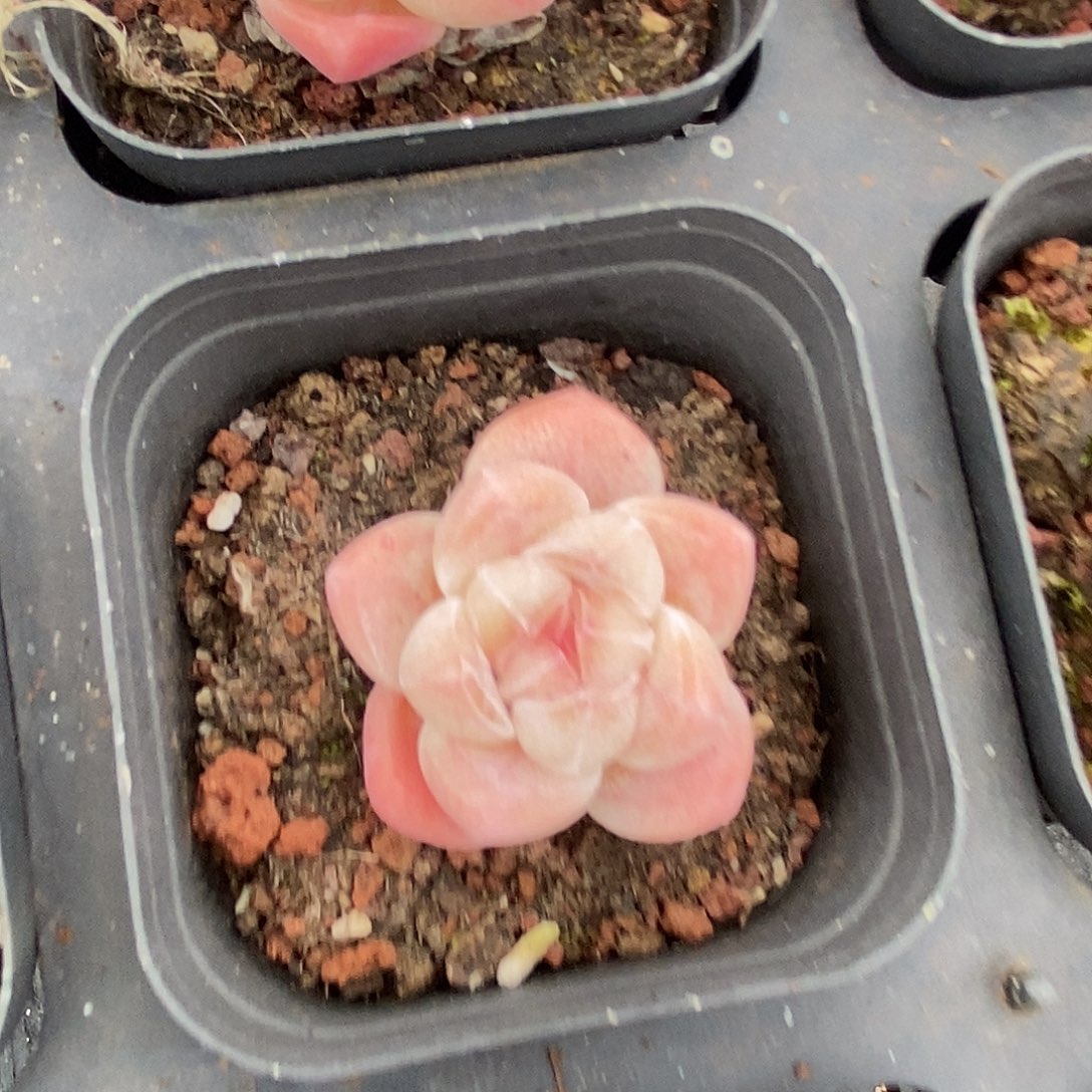 小脸冰玉，福利多多