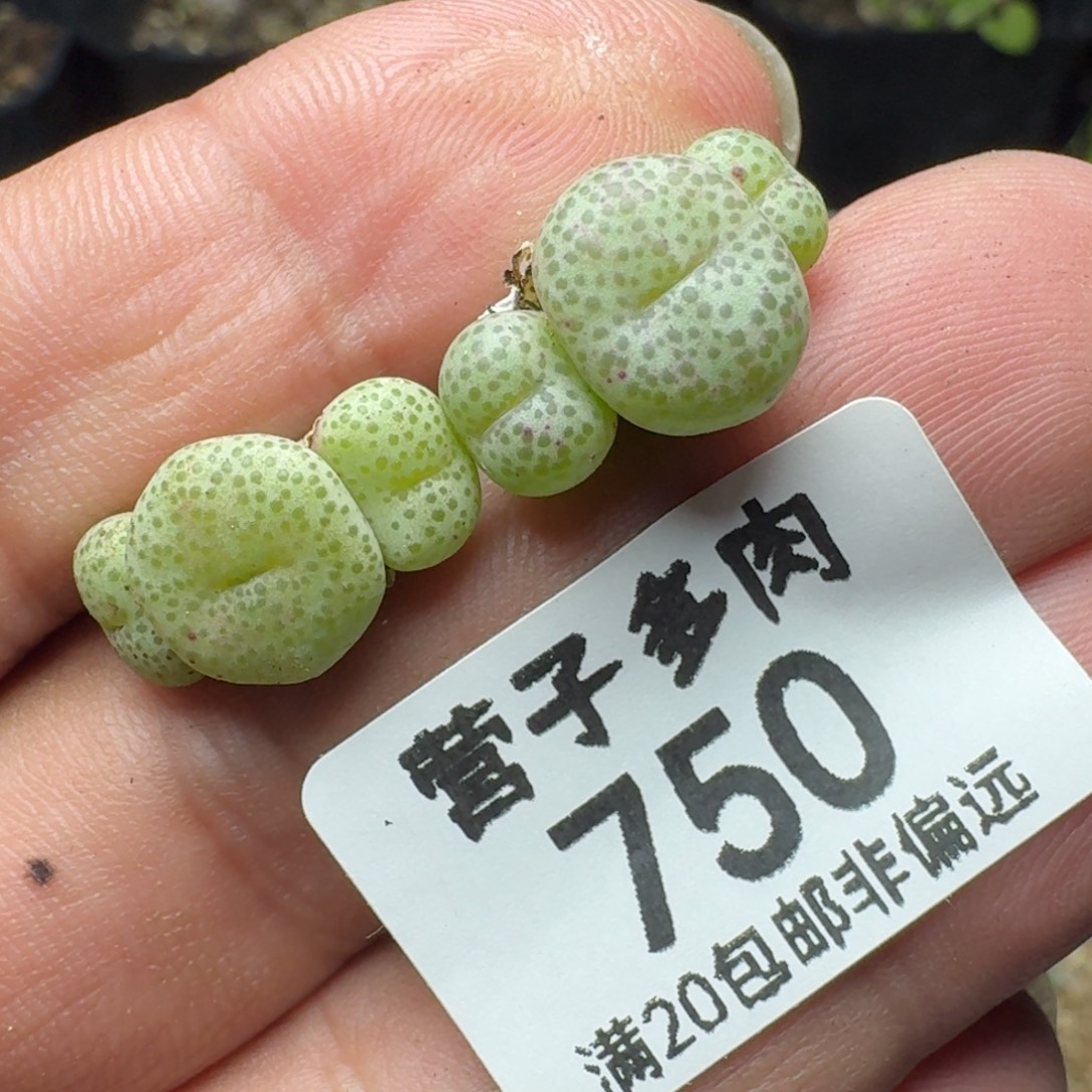 小金桔。    两颗3头。      