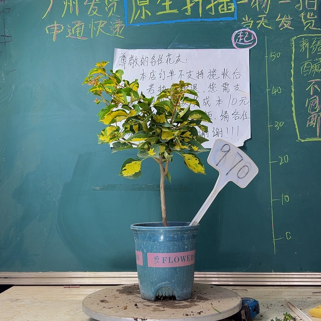 当前无花栽培后可以开花 金心龙舌  970