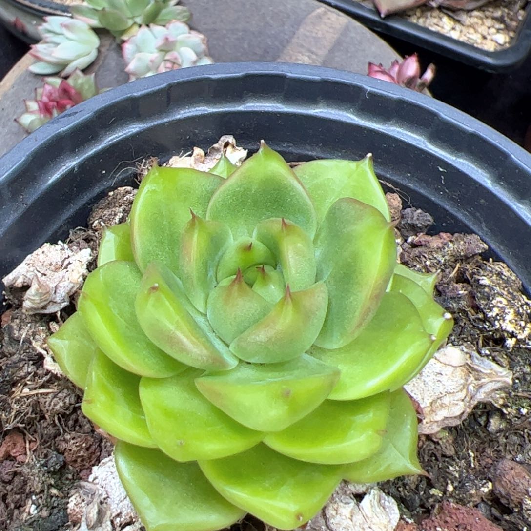 高级绿，多肉植物