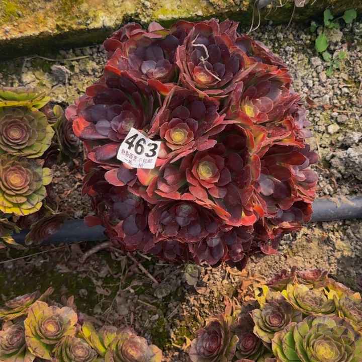 荷兰玫瑰27-40包邮花花