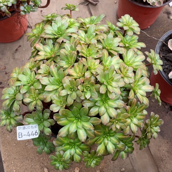 446花茶多肉113446789