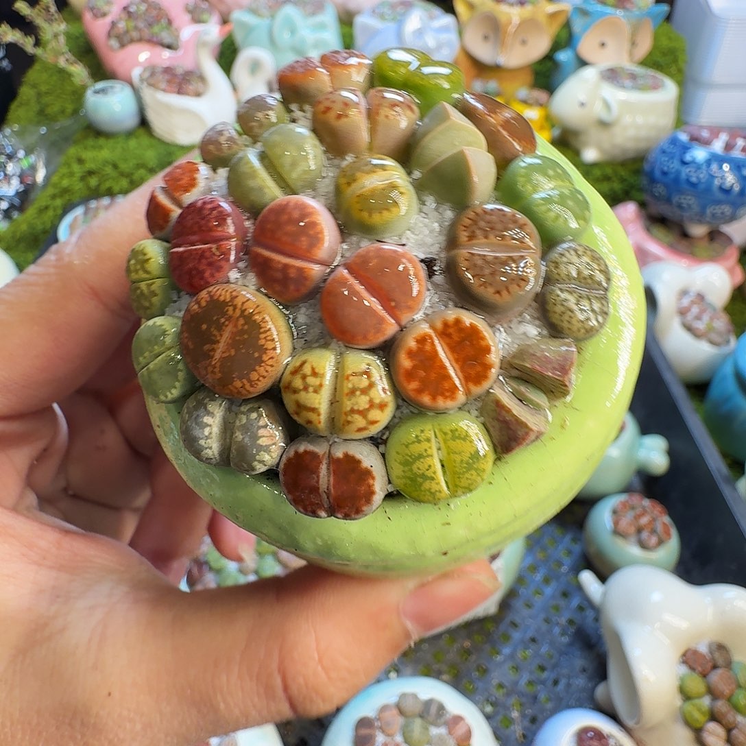 多肉葡萄的味道真的1083